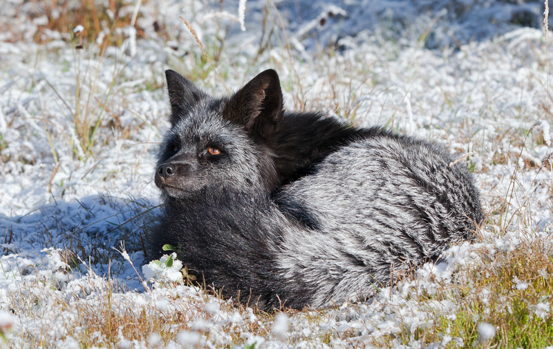 Tom Kogut Photography | Pacific Northwest: Wildlife (except birds